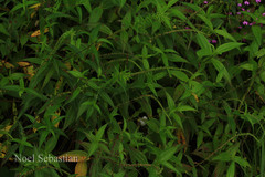 Pouzolzia wightii var. caudata